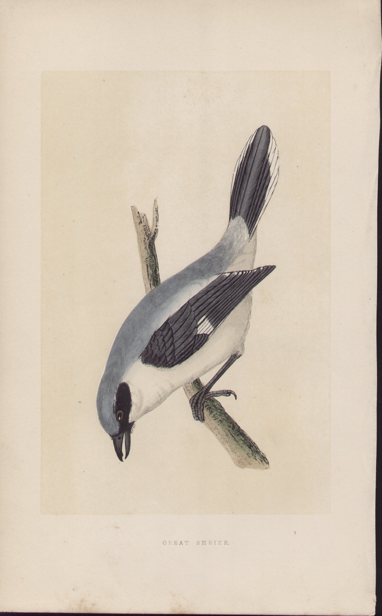 Wood - Great Shrike - Fawcett